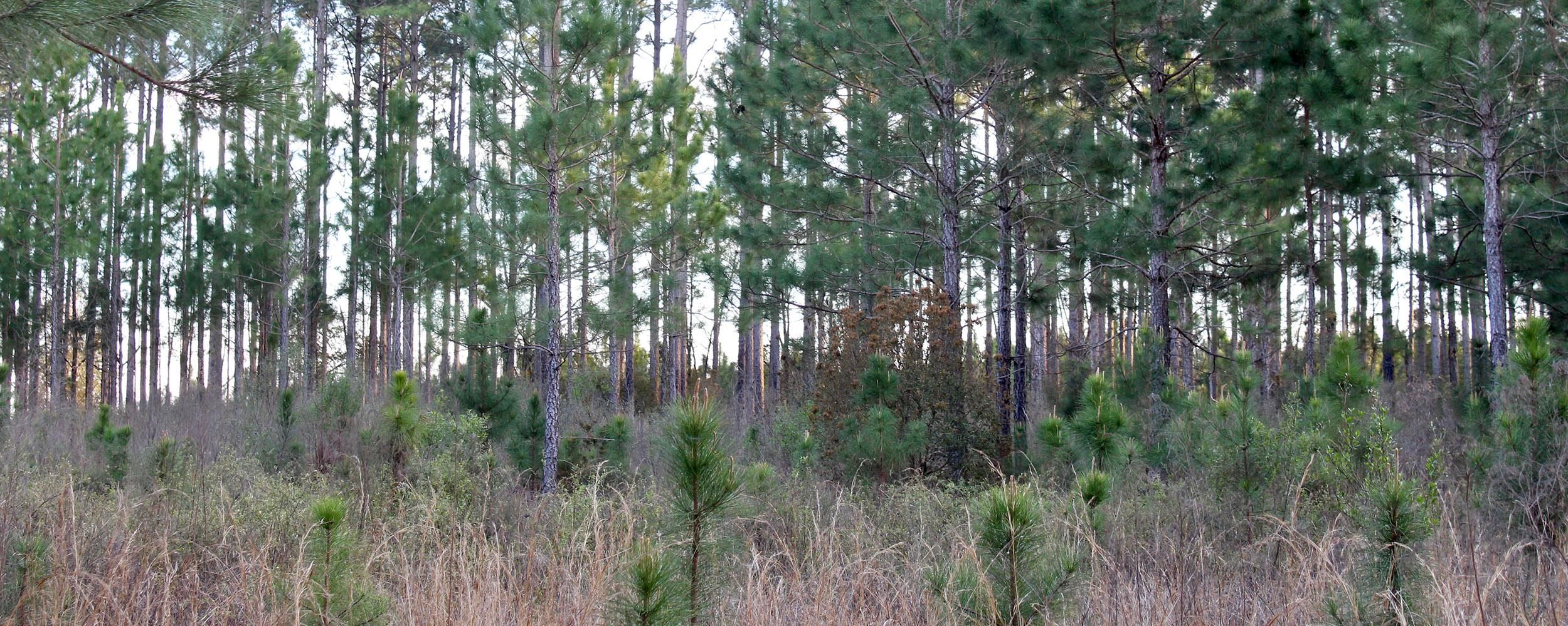 Willacoochee, Coffee County, GA Recreational Property, Timberland