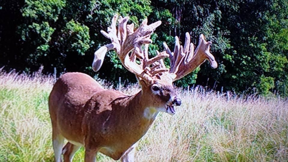 Gibbon Glade, Fayette County, PA Farms and Ranches, Commercial Property