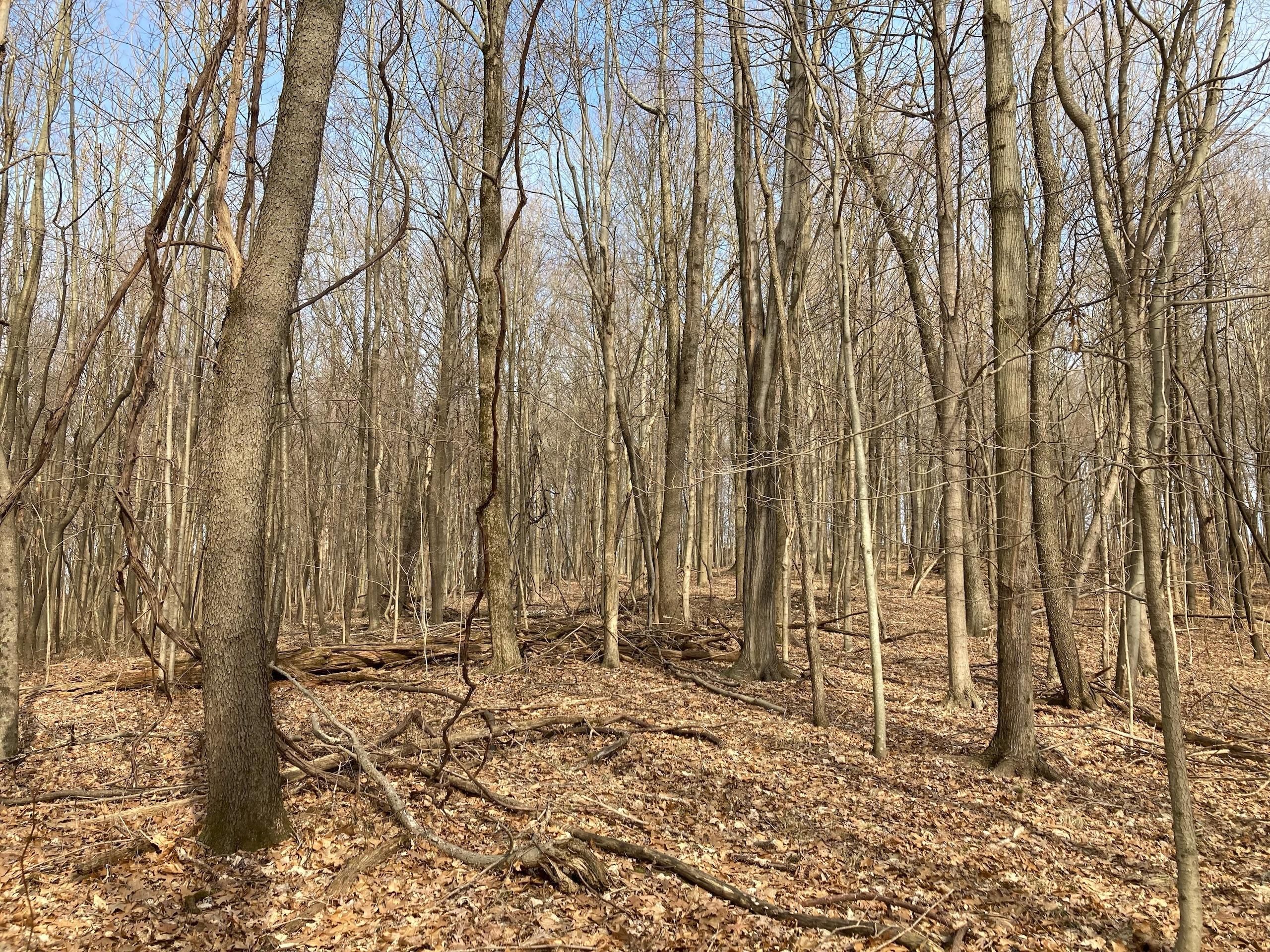 Frazeysburg, Knox County, OH Recreational Property, Timberland Property