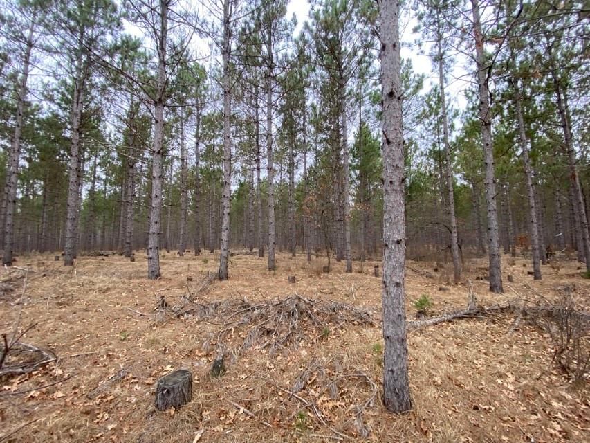 Big Flats, Adams County, WI Recreational Property, Timberland Property