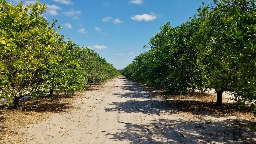 Frostproof, Polk County, FL Farms and Ranches for sale Property ID