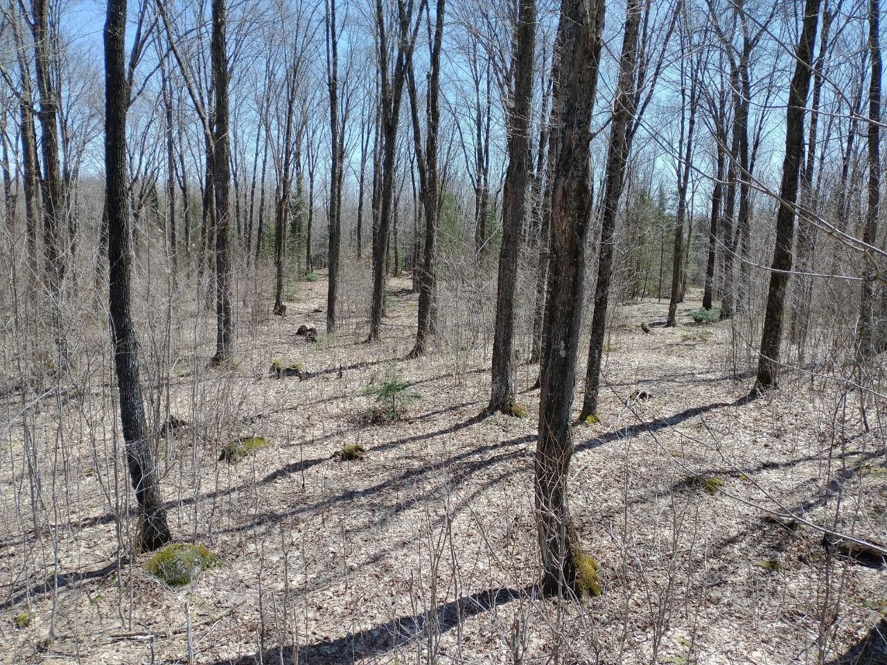 Glidden, Ashland County, WI Undeveloped Land for sale Property ID