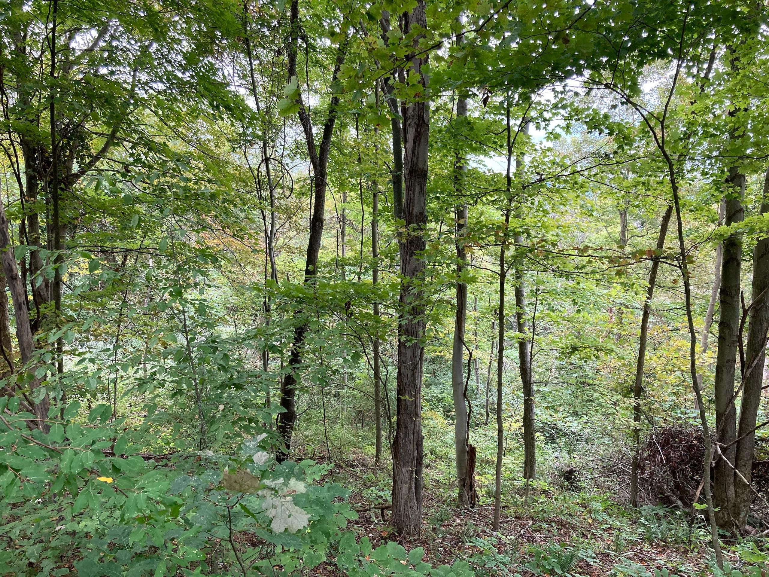 21960 Harrons Ridge Road, Lot WP001, Dexter City, OH 45727 LandWatch