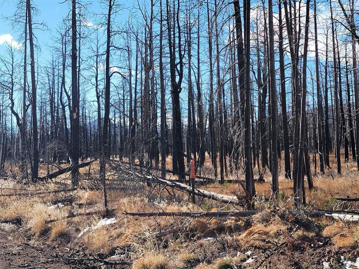 Fort Garland, Costilla County, CO Recreational Property, Hunting