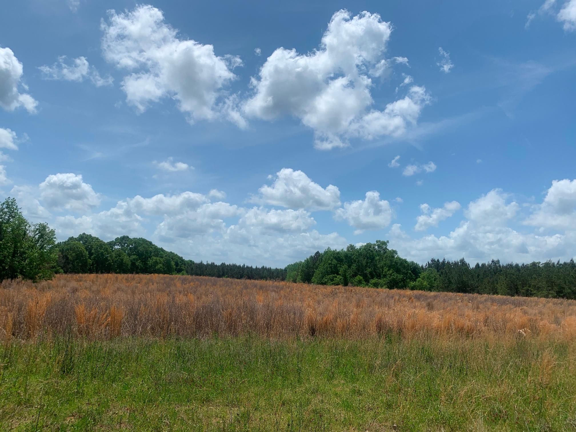 Edwards, Hinds County, MS Recreational Property, Undeveloped Land