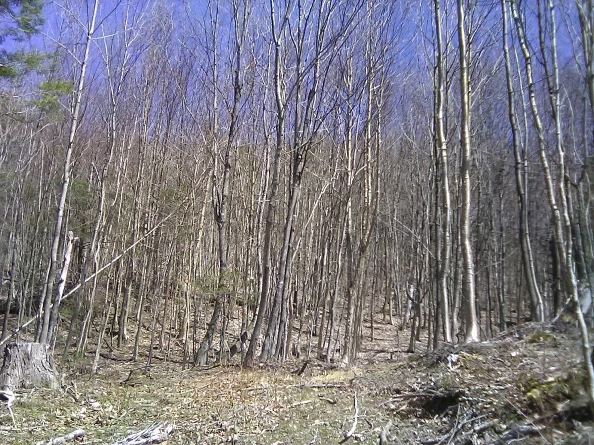 Eden, Lamoille County, VT Undeveloped Land for sale Property ID