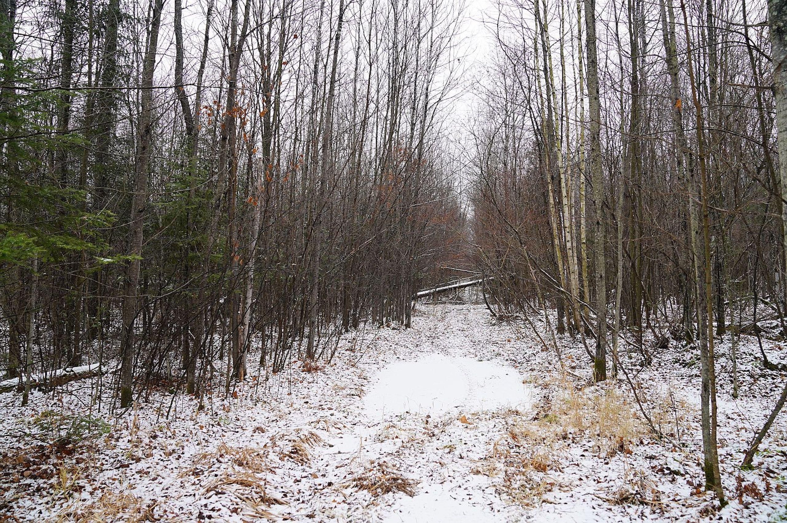 Glen Flora, Rusk County, WI Recreational Property, Timberland Property