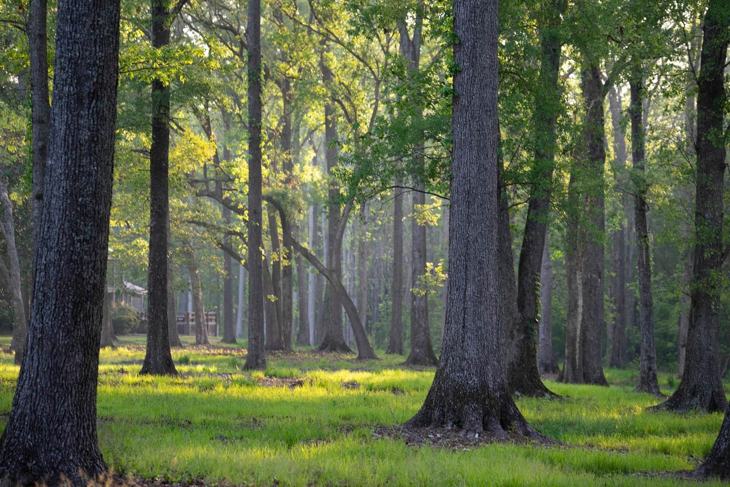 Green Pond, Colleton County, SC Hunting Property, House for sale
