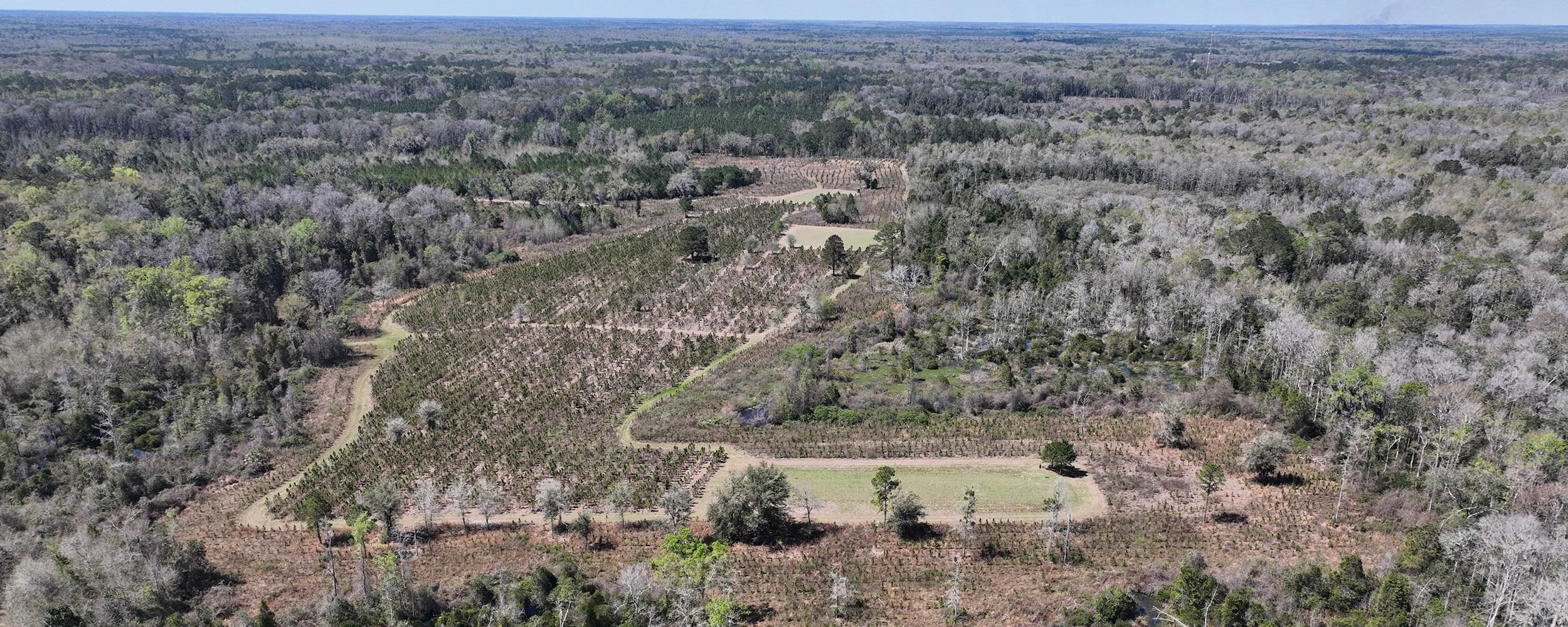 Greenville, Taylor County, FL Recreational Property, Timberland