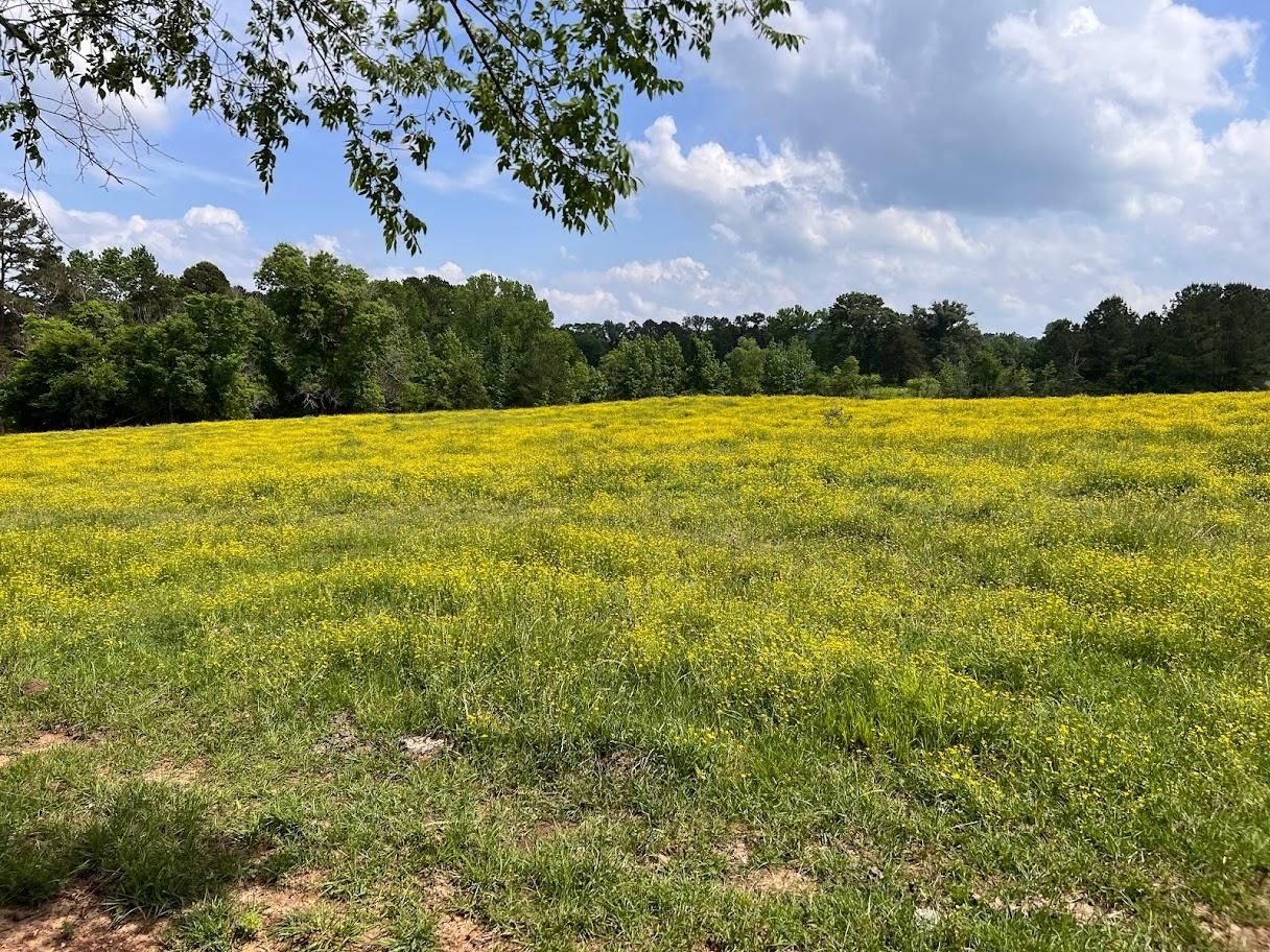 Long Branch, Panola County, TX Recreational Property, Timberland