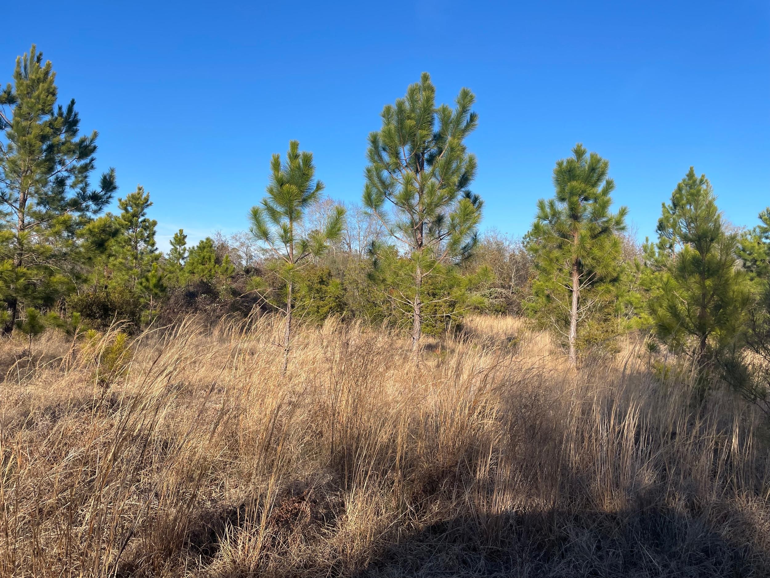 Manor, Ware County, GA Recreational Property, Undeveloped Land, Hunting