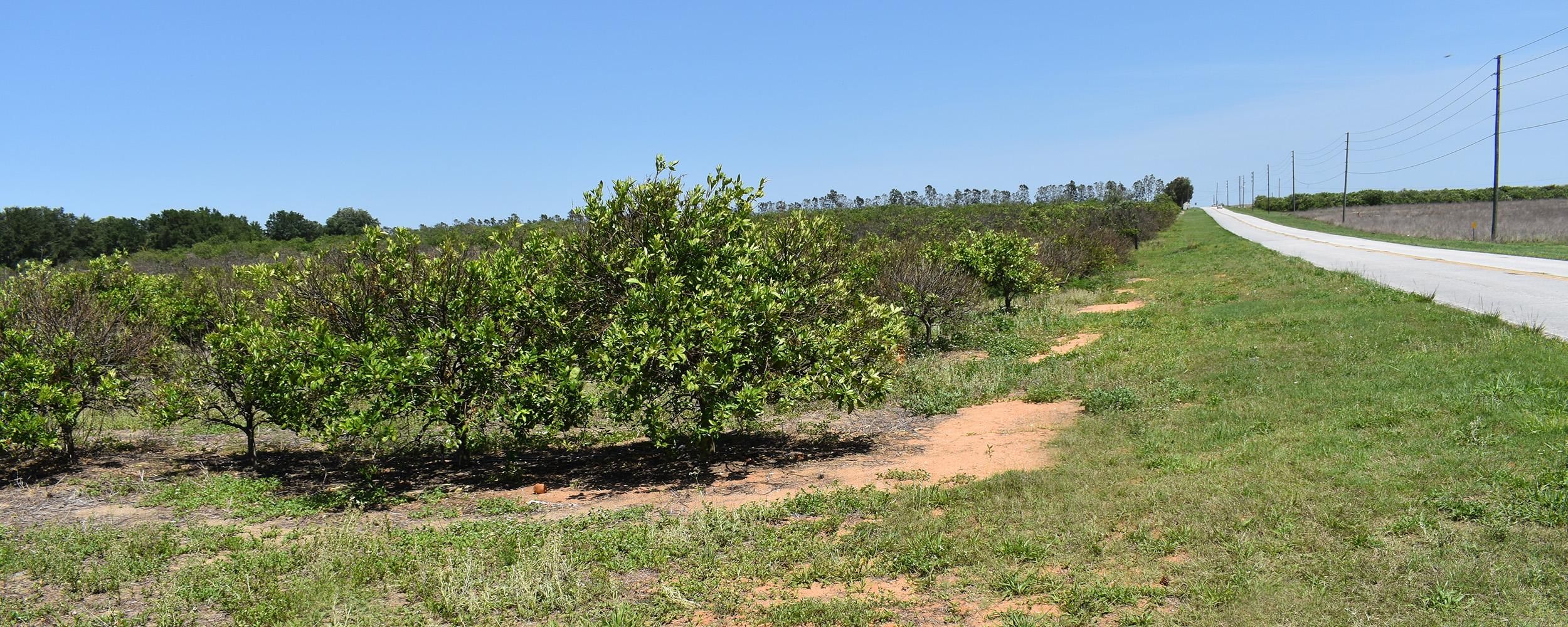 Lake Wales, Polk County, FL Farms and Ranches, Undeveloped Land for sale Property ID 413506840