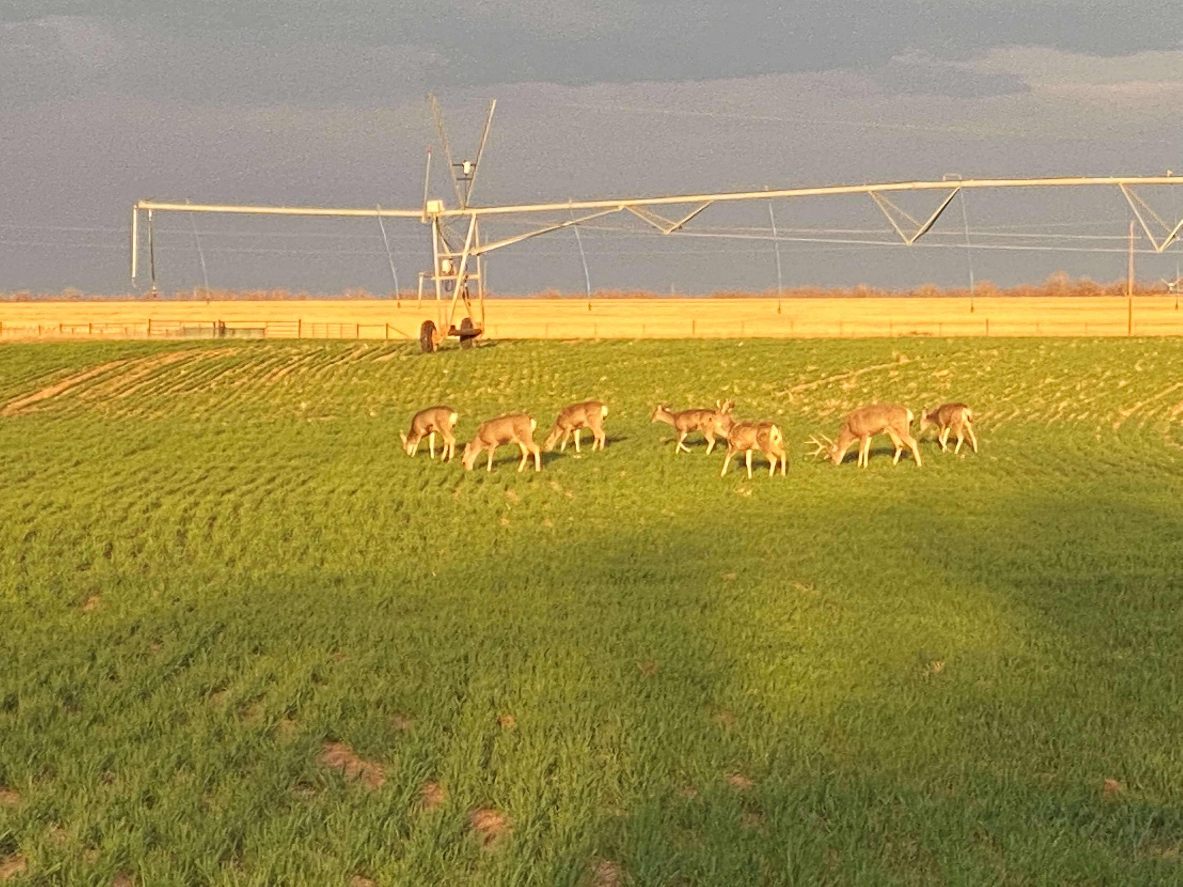 Matador, Motley County, TX Farms and Ranches, Recreational Property