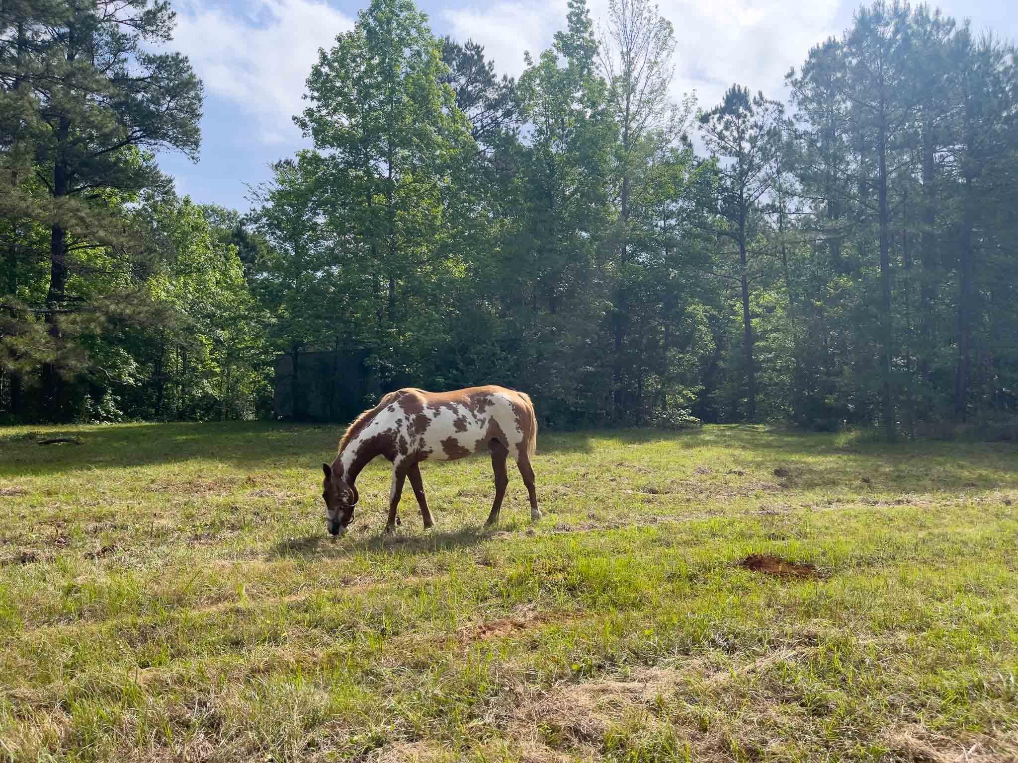 Nacogdoches, Nacogdoches County, TX Farms and Ranches, Undeveloped Land