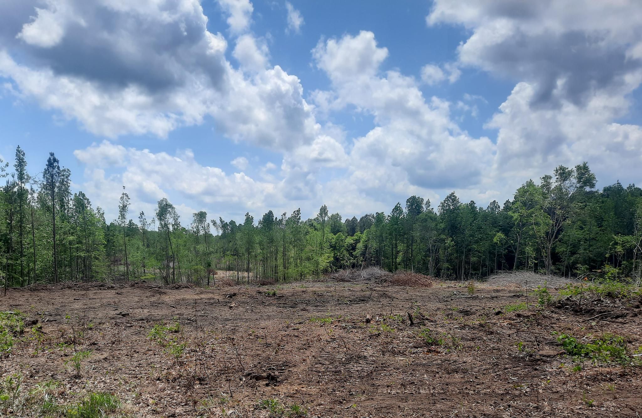 Nauvoo, Walker County, AL Undeveloped Land for sale Property ID