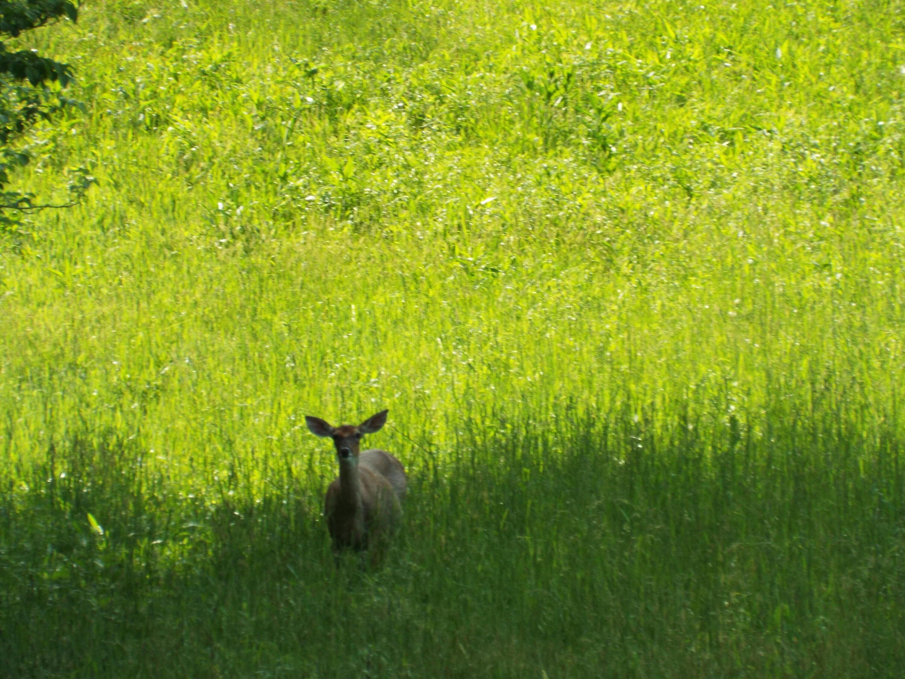 Barbourville, Knox County, KY Farms and Ranches for sale Property ID