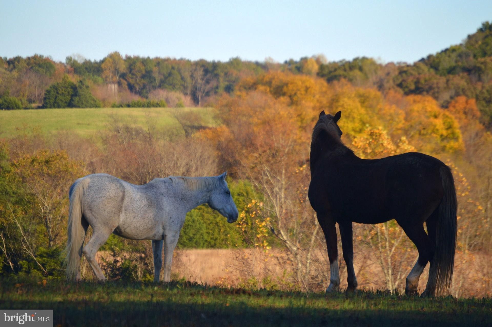 Gordonsville, Orange County, VA Farms and Ranches, Lakefront Property