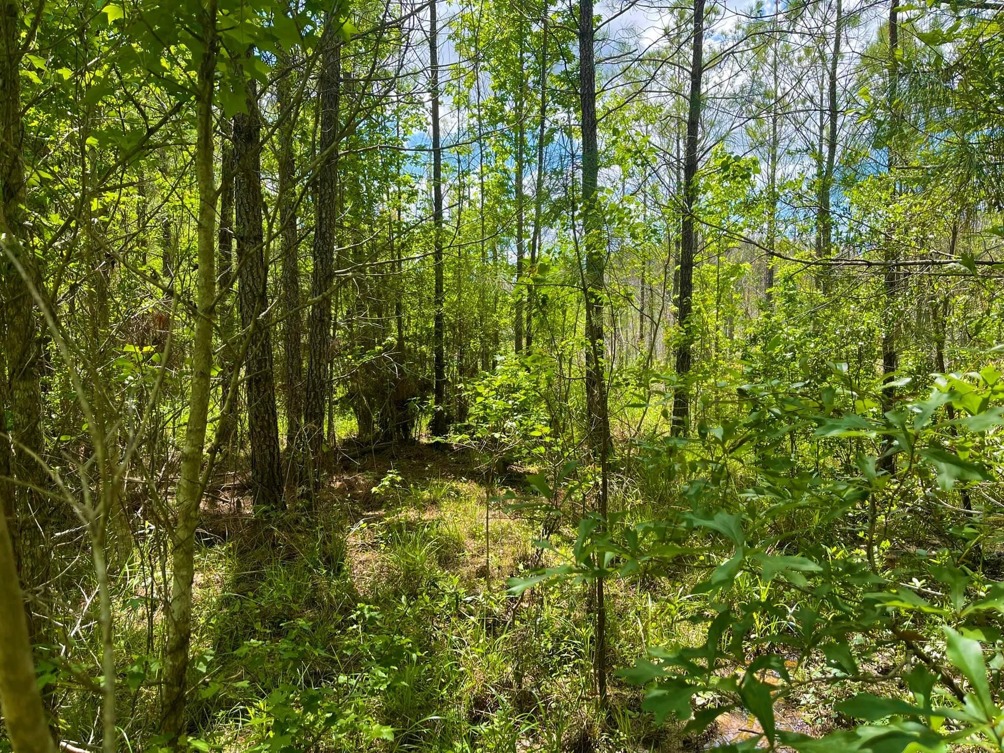 Hillister, Tyler County, TX Recreational Property, Undeveloped Land