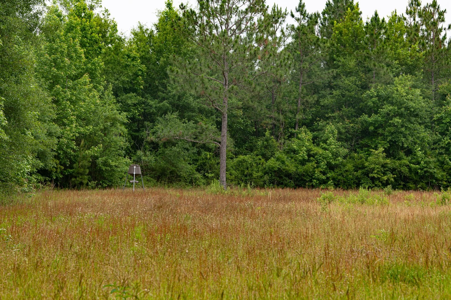 Donalsonville, Seminole County, GA Recreational Property, Timberland