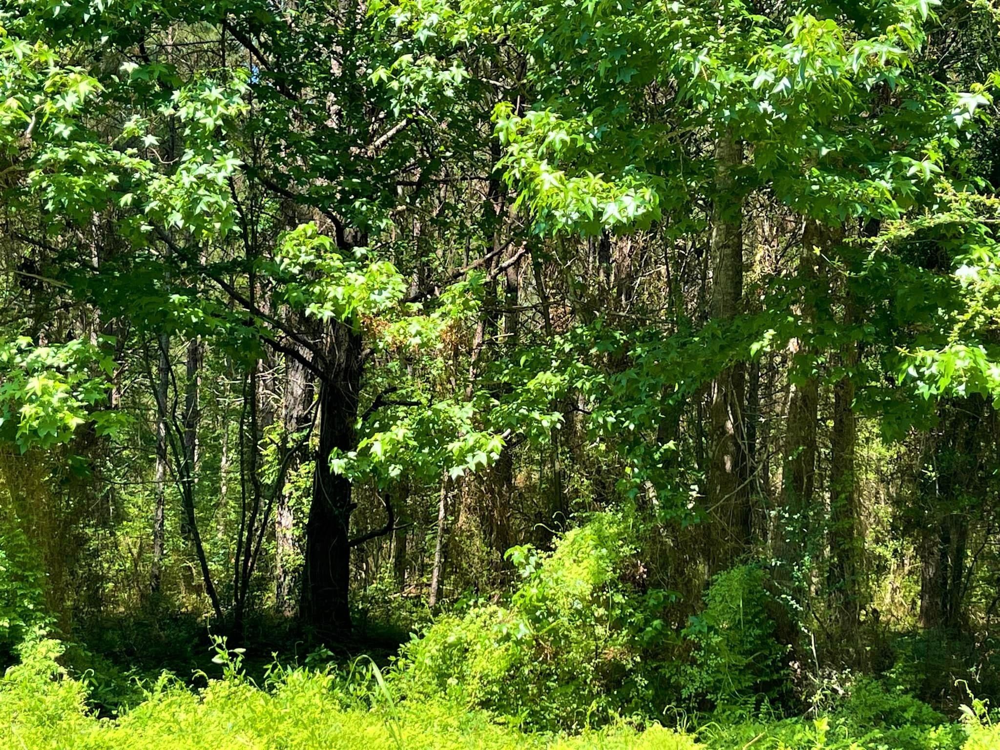 Kountze, Hardin County, TX Undeveloped Land for sale Property ID