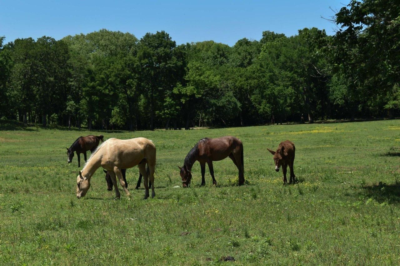 Allen, Hughes County, OK Farms and Ranches, Hunting Property, House for