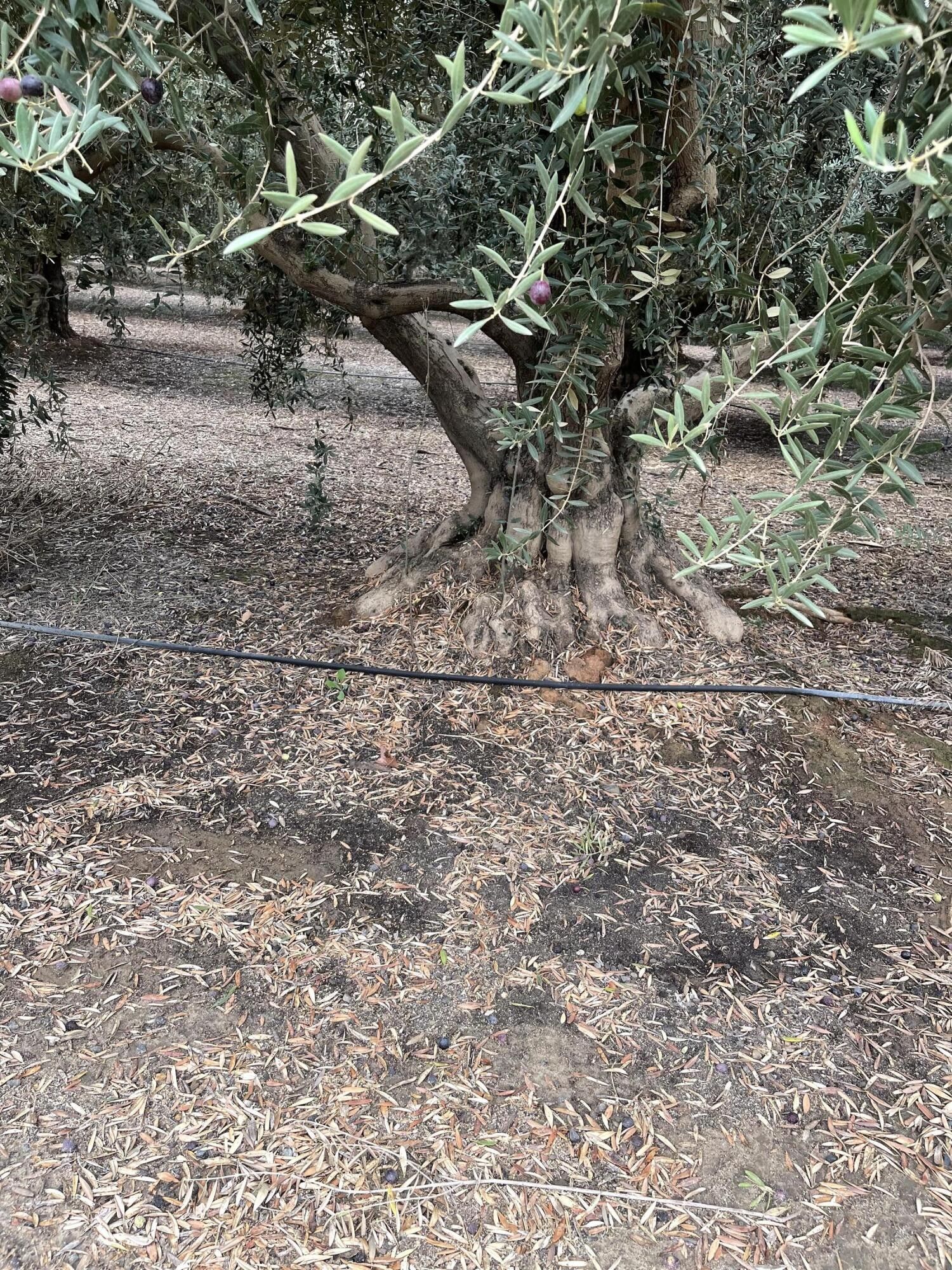 Woodlake, Tulare County, CA Farms and Ranches for sale Property ID