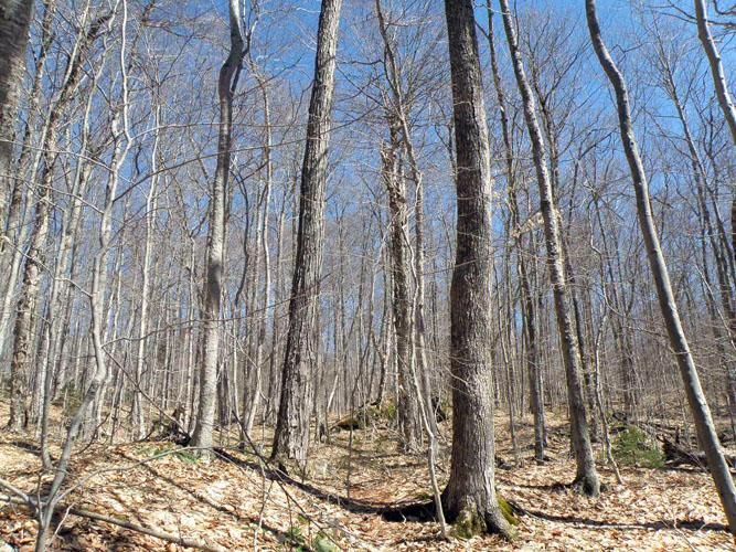 Ward Brook Road, Moretown, VT 05602 MLS 4910389 LandWatch