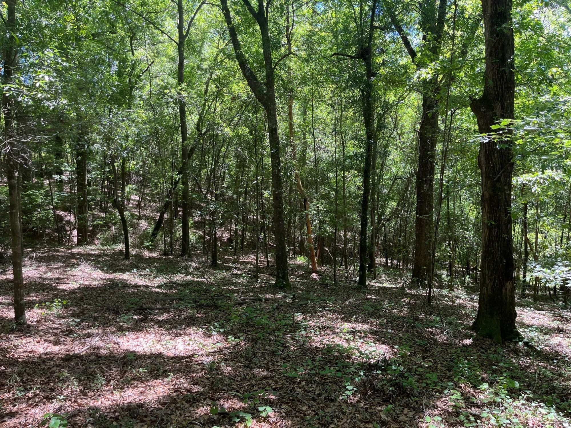 Luverne, Crenshaw County, AL Hunting Property for sale Property ID