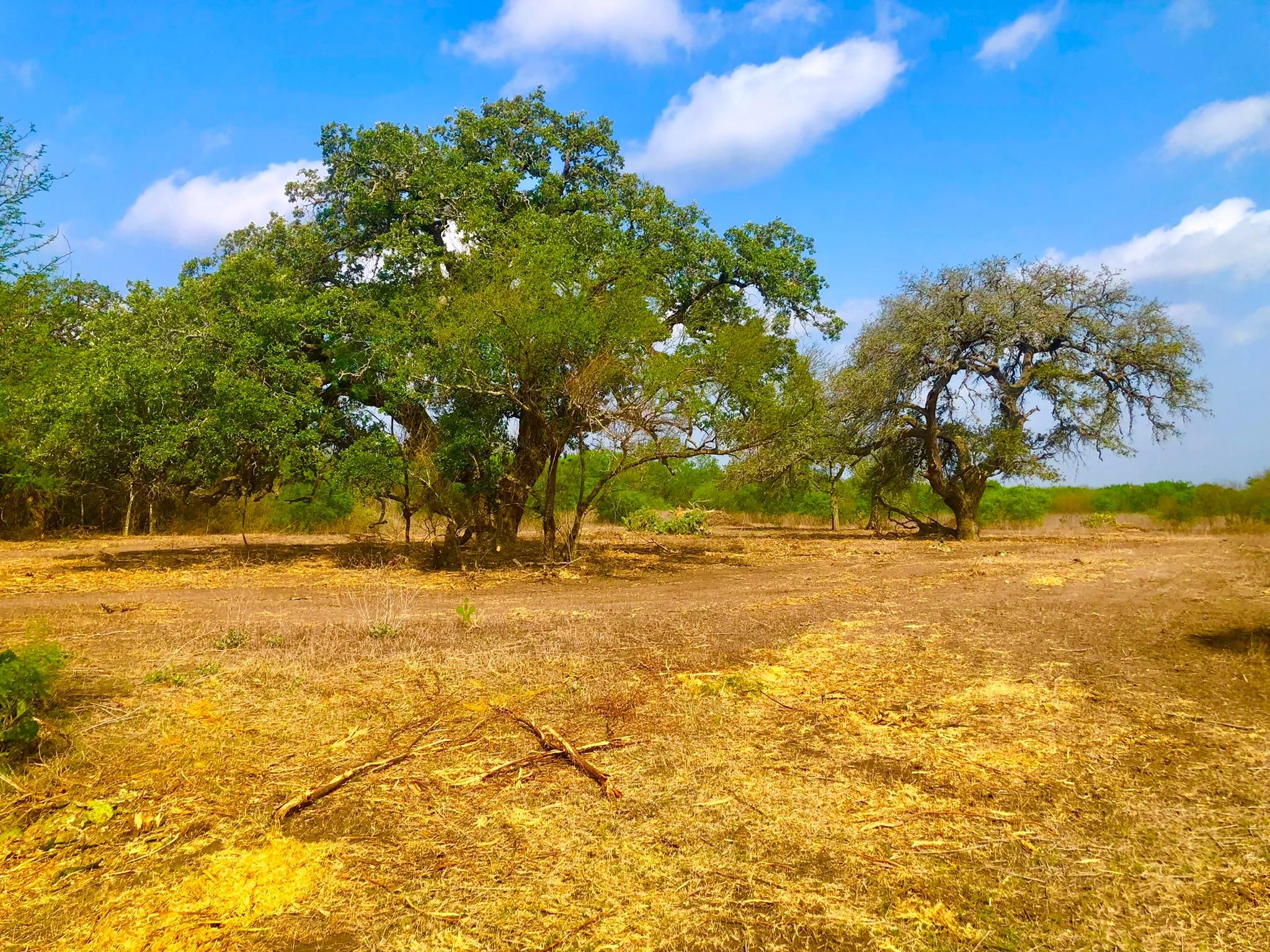 West, Live Oak County, TX Farms and Ranches, Recreational Property, Hunting Property for