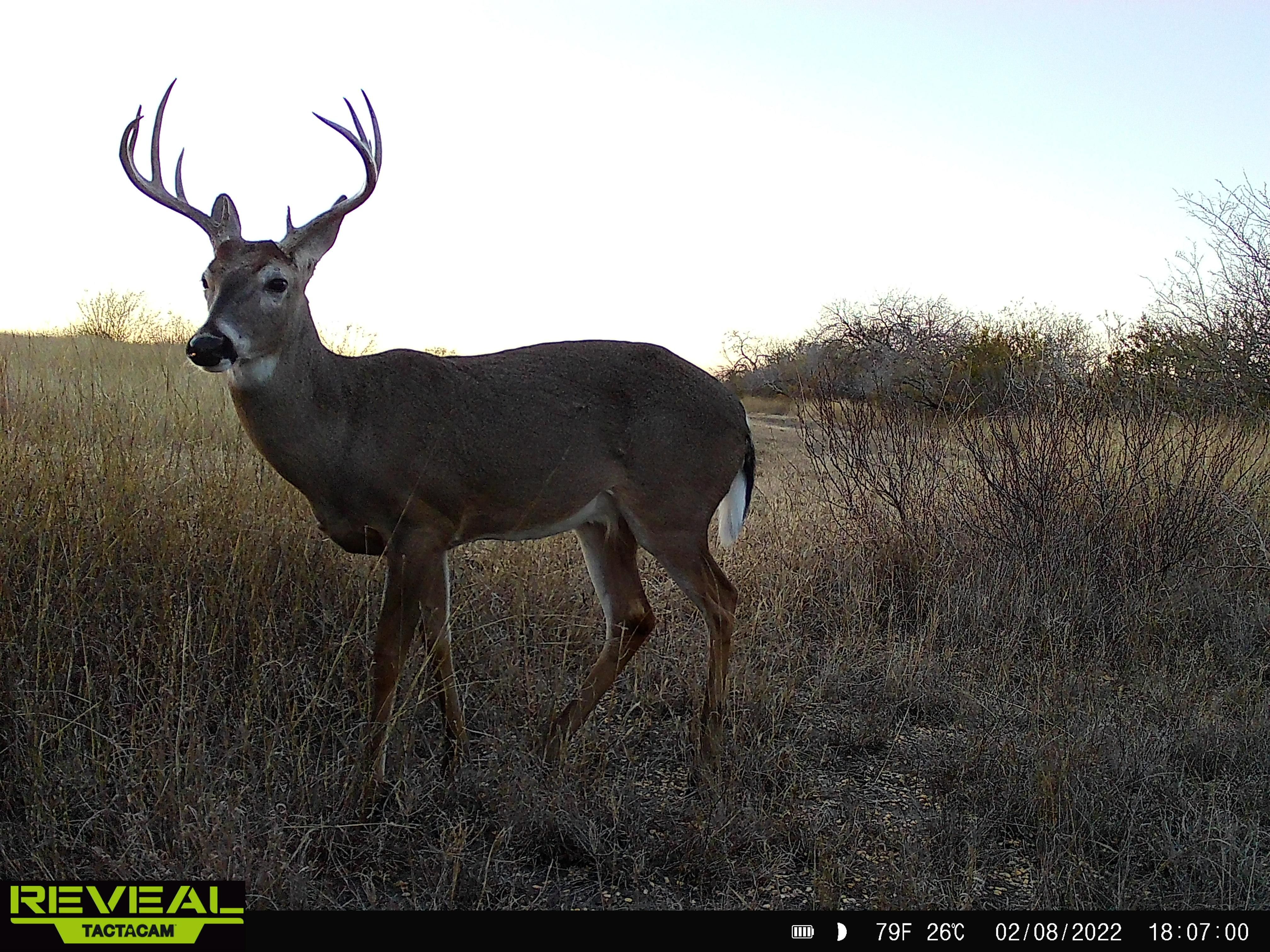 County Road 121, West, TX 78022 LandWatch