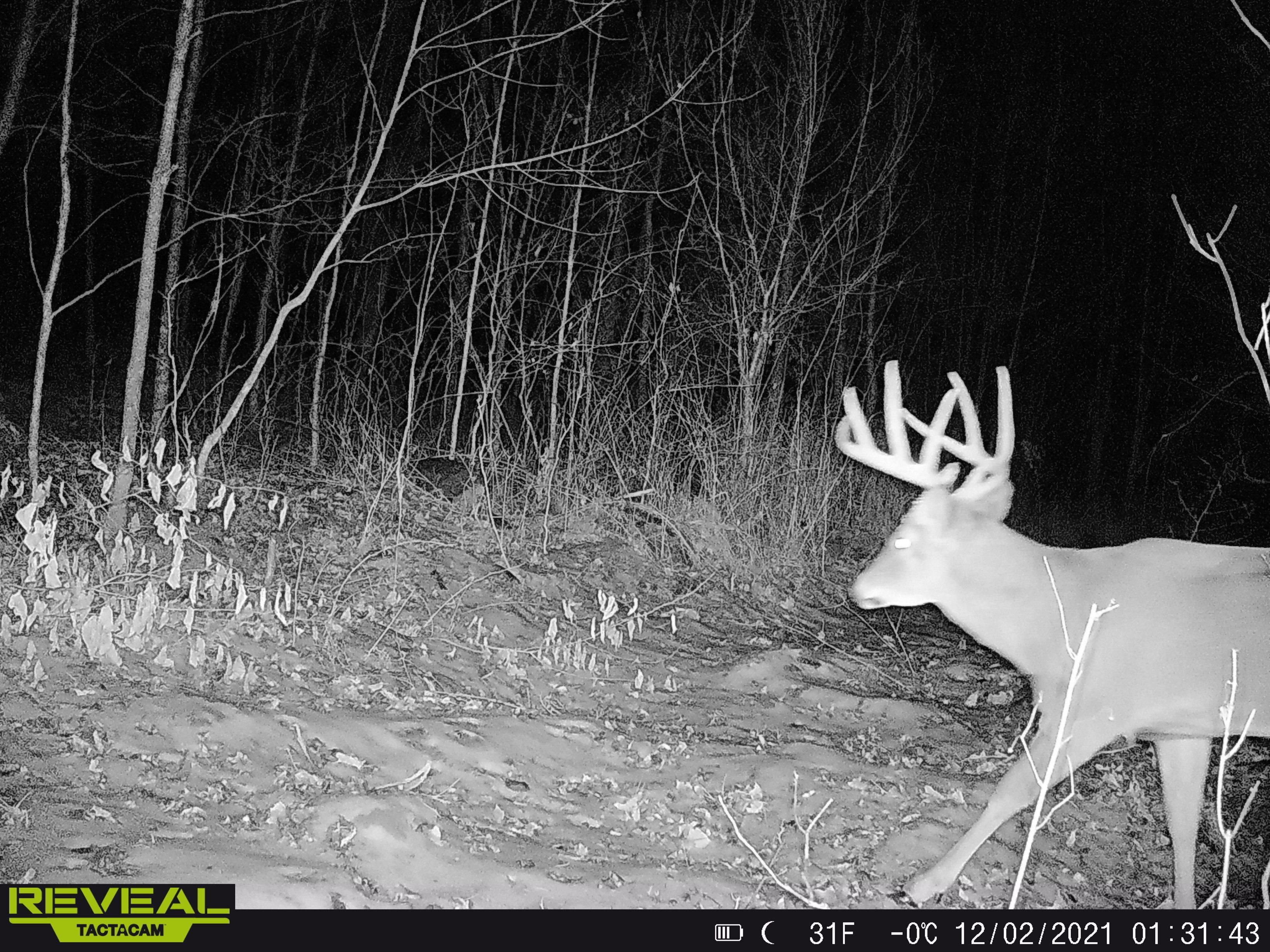 Tigerton, Shawano County, WI Recreational Property, Hunting Property