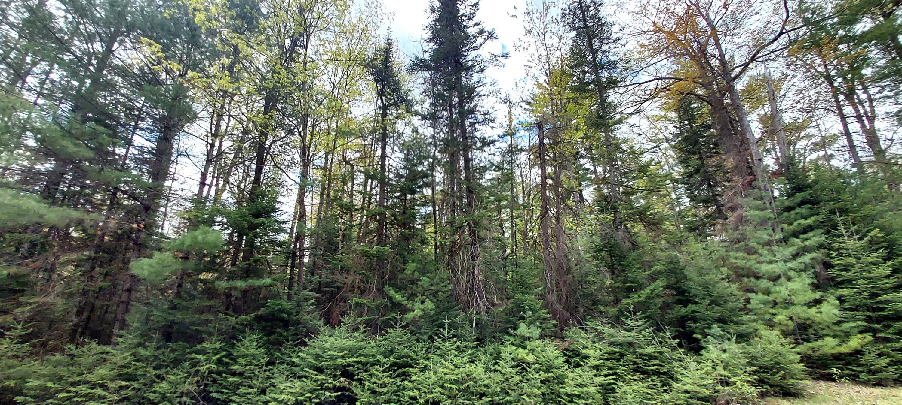 Millersburg, Presque Isle County, MI Undeveloped Land, Homesites for