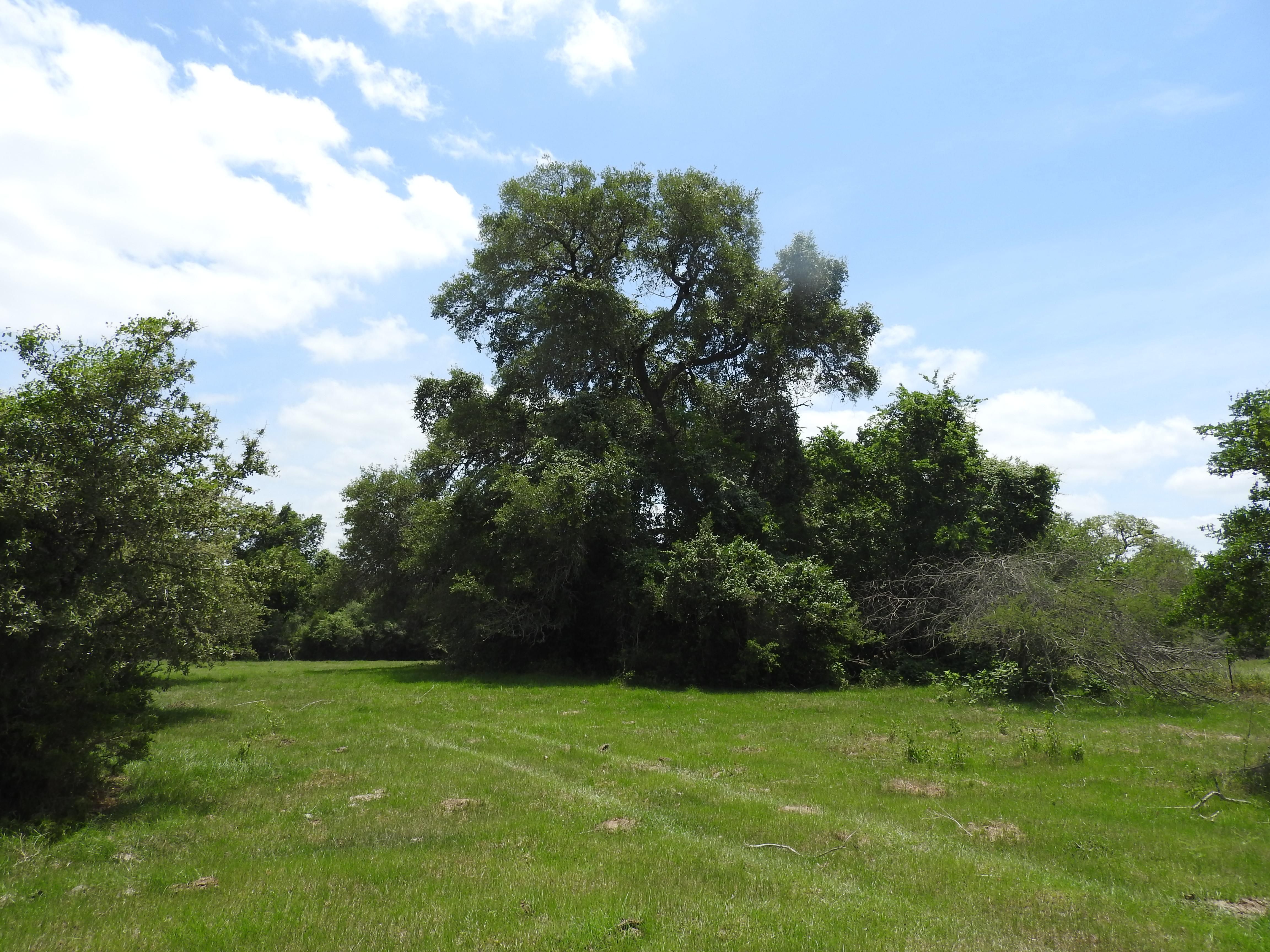 30 acres in Hallettsville, TX, 77964 LandWatch