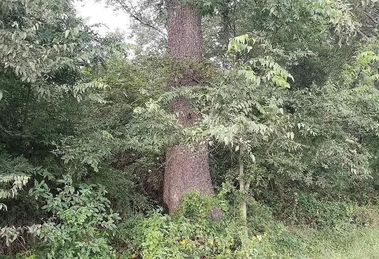 Moro, Lee County, AR Undeveloped Land for sale Property ID 413687493