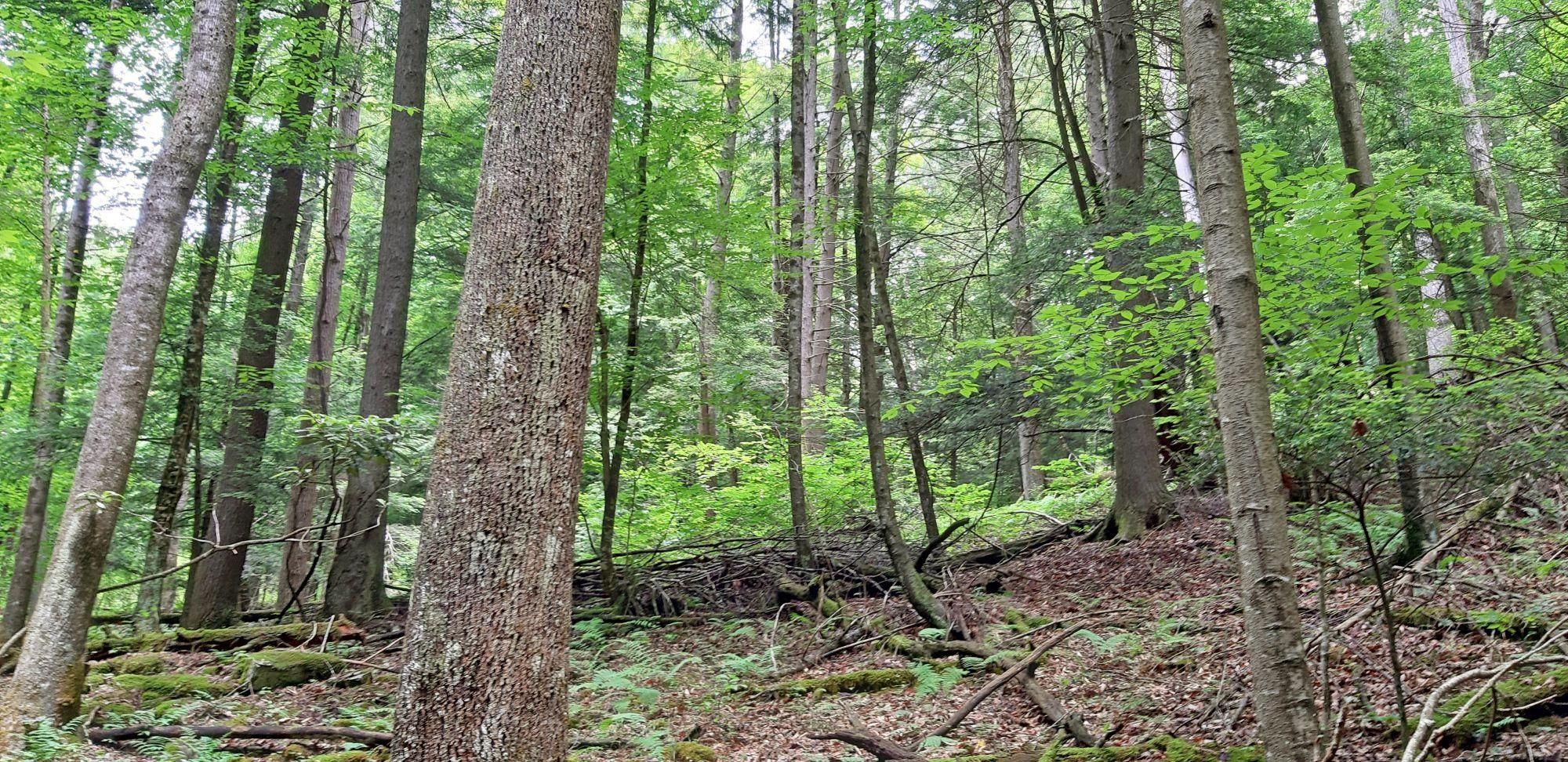 Tallmansville, Upshur County, WV Recreational Property, Undeveloped