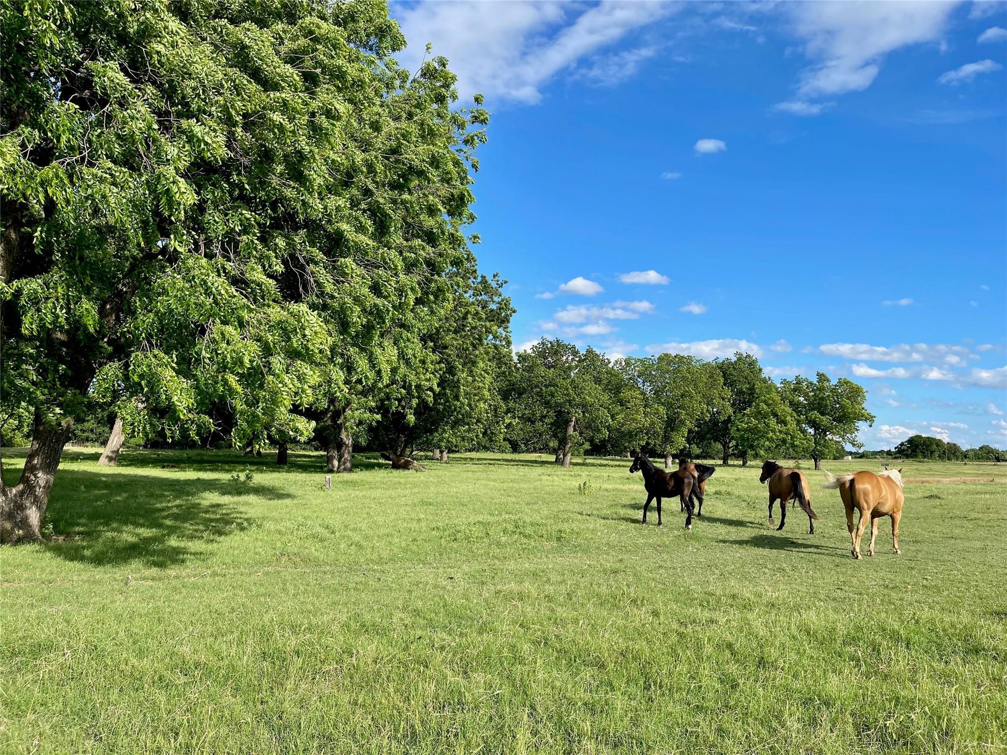 Bridgeport, Wise County, TX Farms and Ranches, Undeveloped Land for