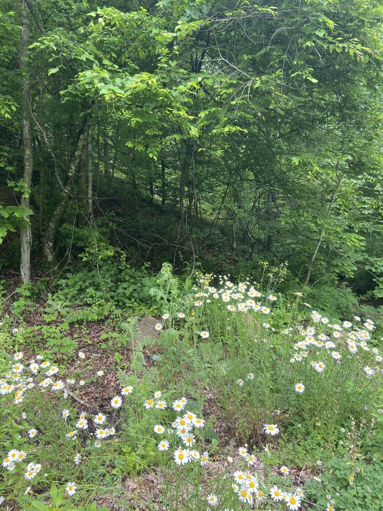 Manchester, Clay County, KY Farms and Ranches for sale Property ID