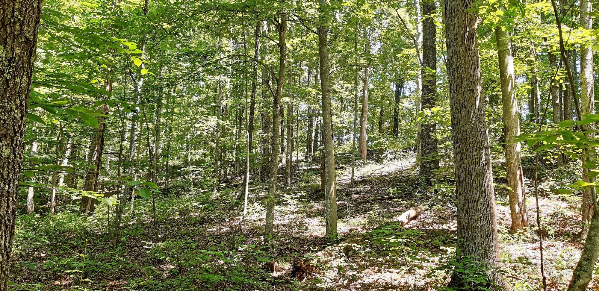 Gandeeville, Roane County, WV Recreational Property, Undeveloped Land