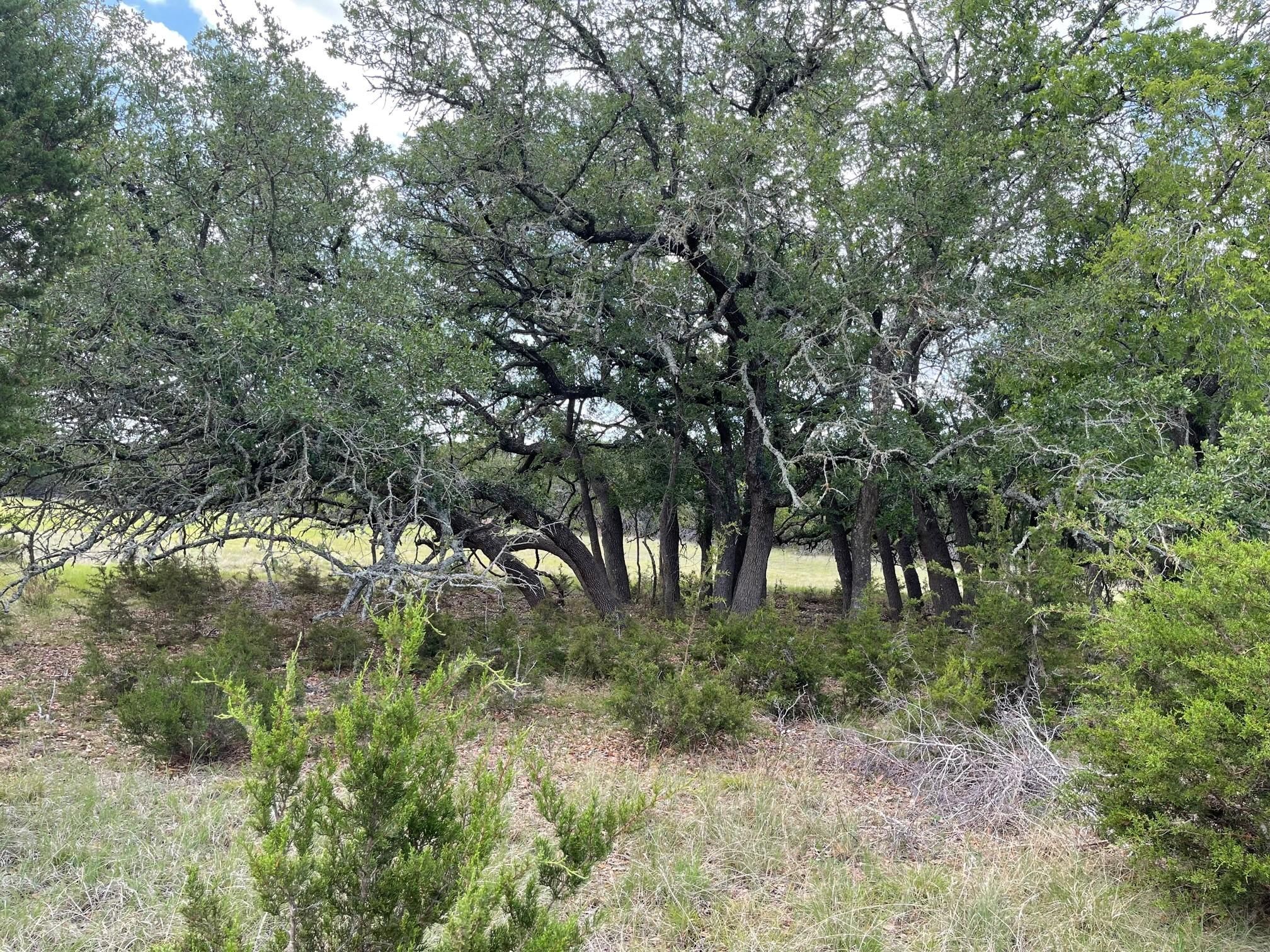 County, TX Farms and Ranches, Undeveloped Land, Hunting