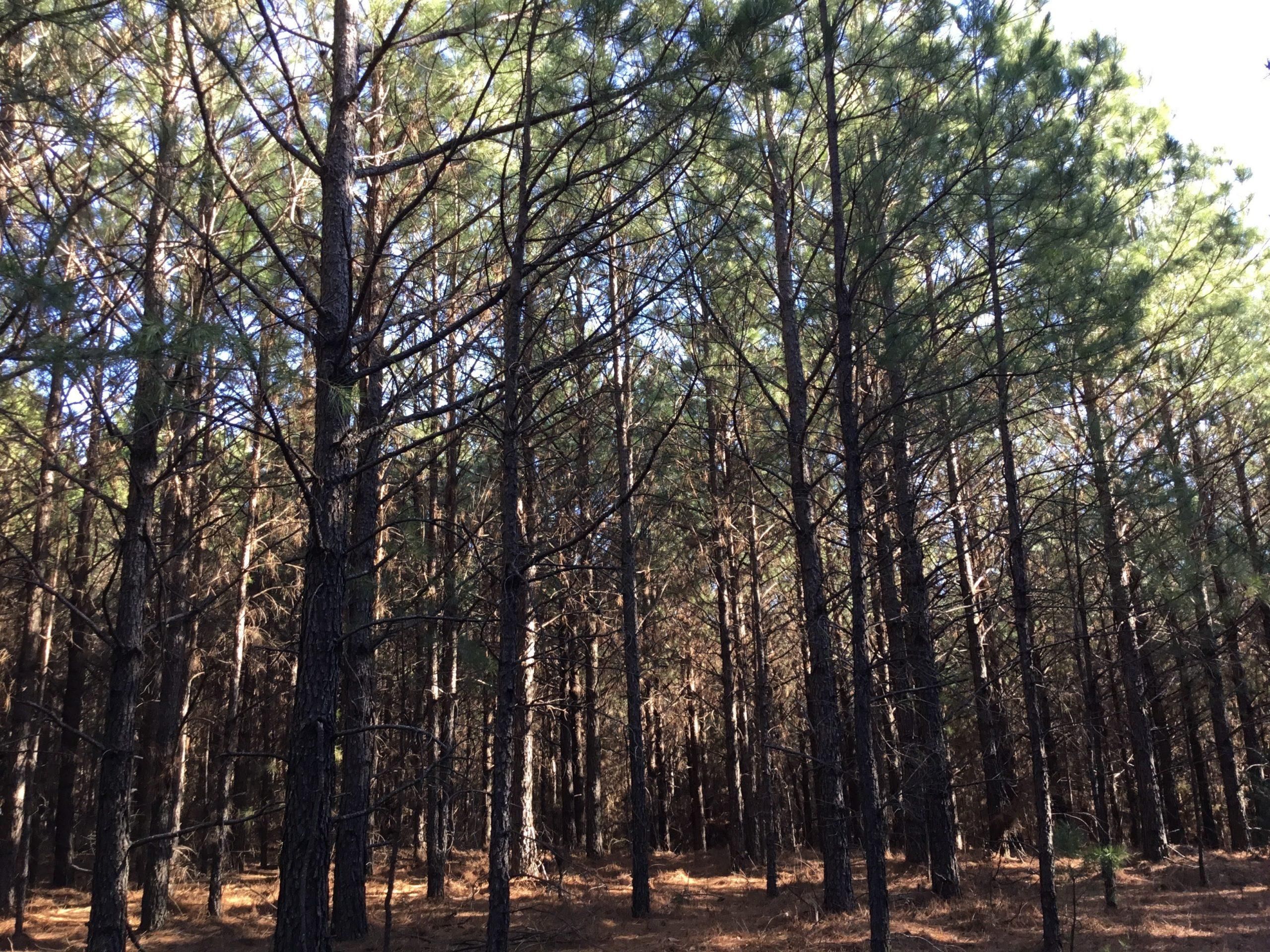 Bigelow, Perry County, AR Timberland Property, Hunting Property for