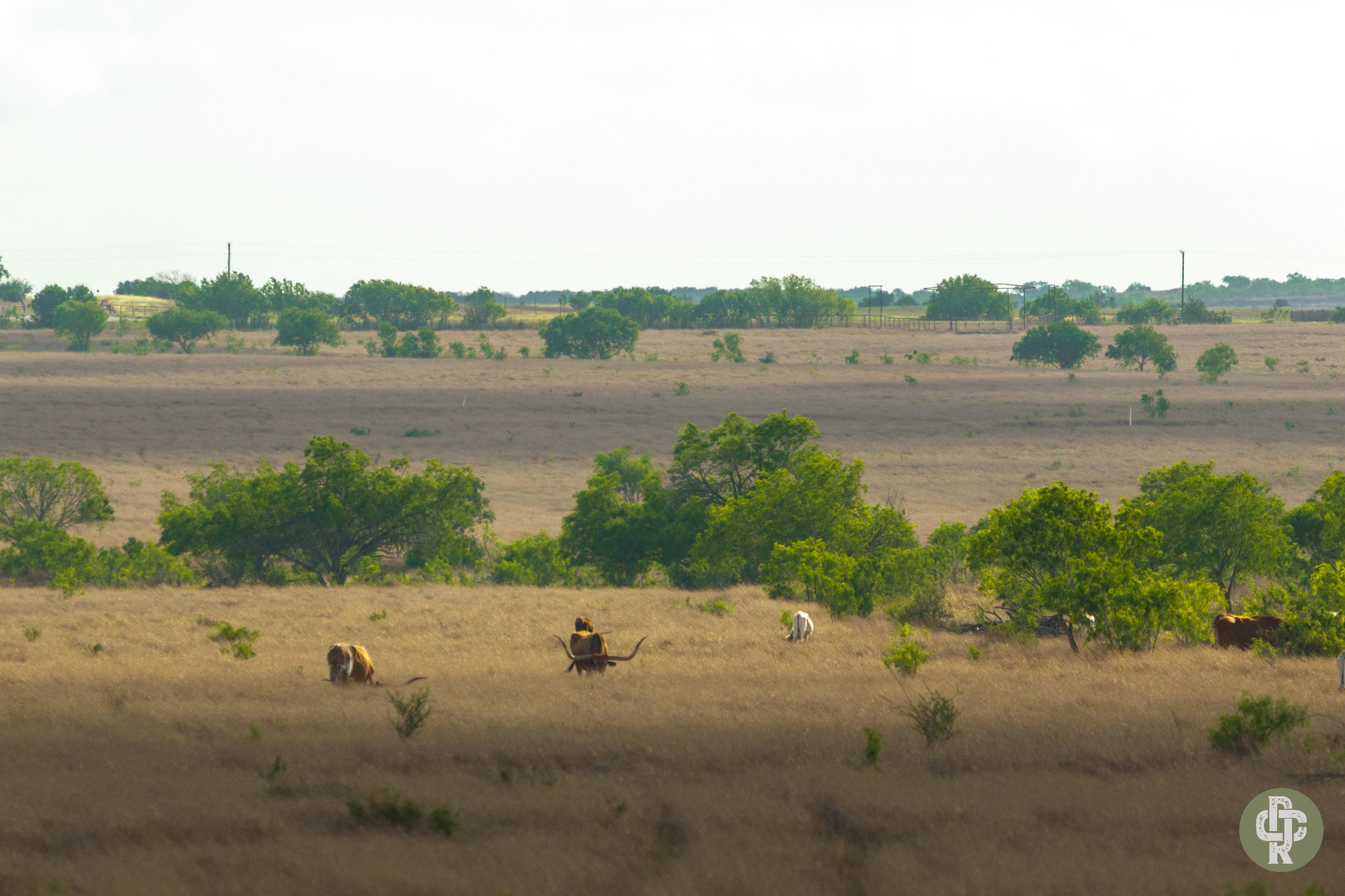 Fashing, Atascosa County, TX Farms and Ranches, Hunting Property for