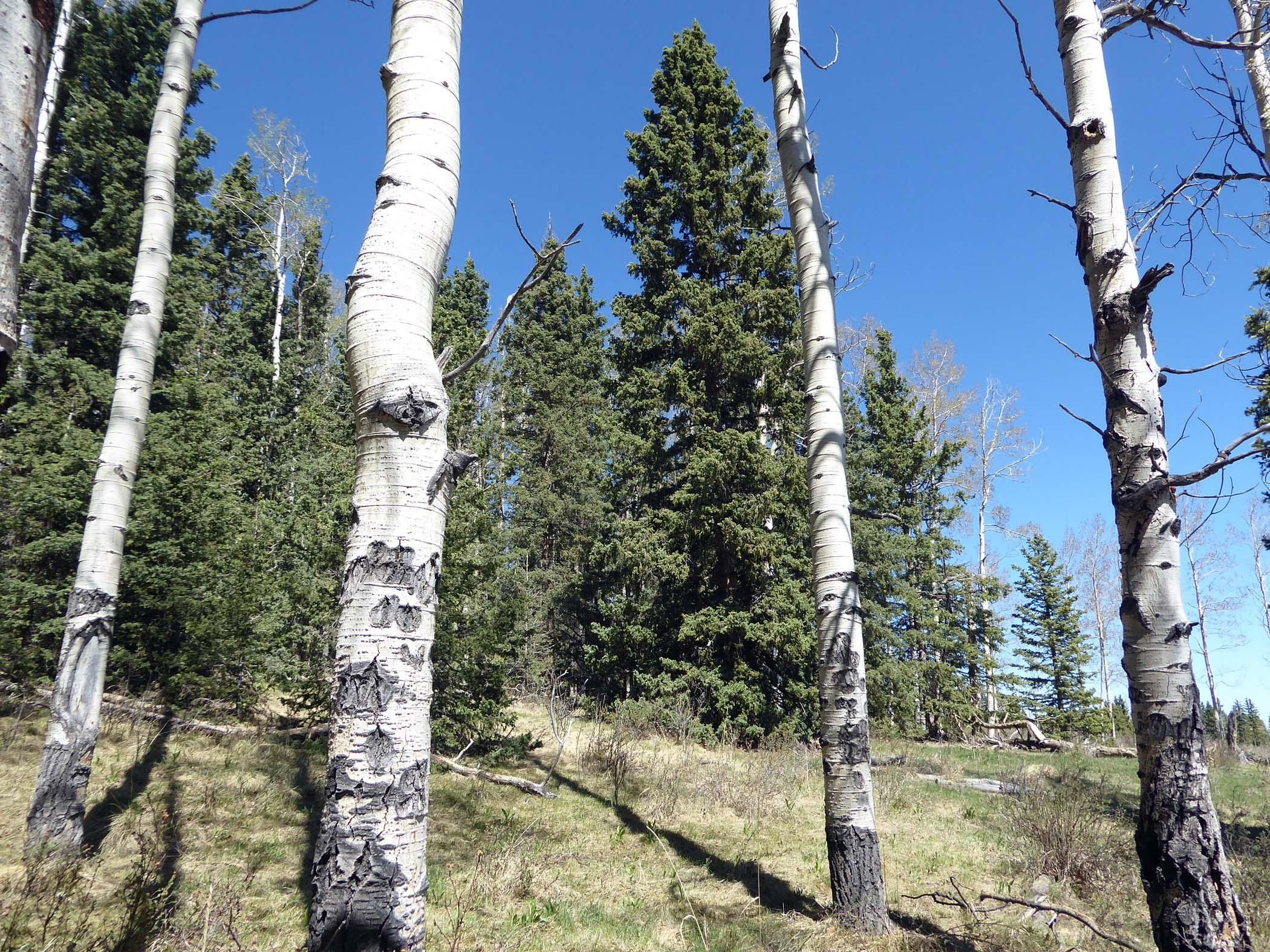 8.3 acres in Cripple Creek, CO, 80813 LandWatch