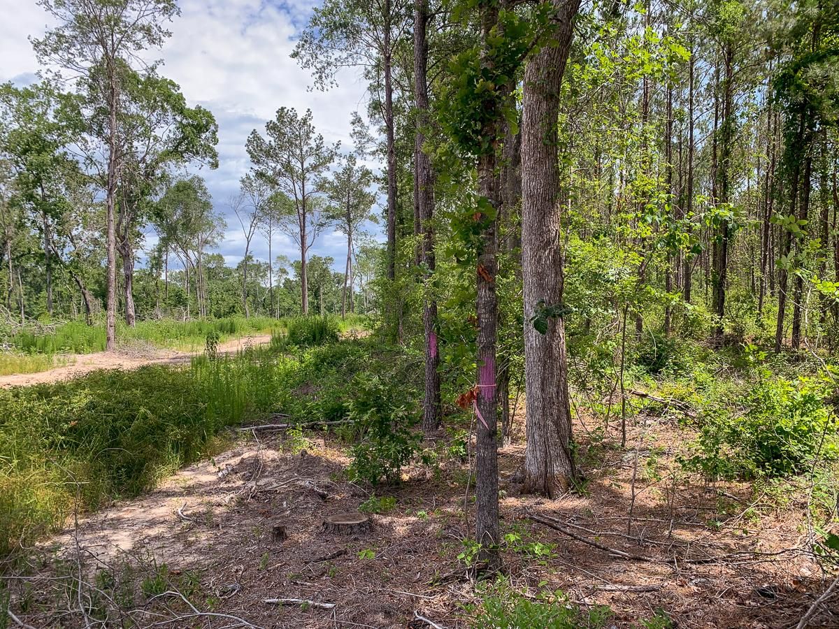 Hudson, Angelina County, TX Timberland Property, Hunting Property