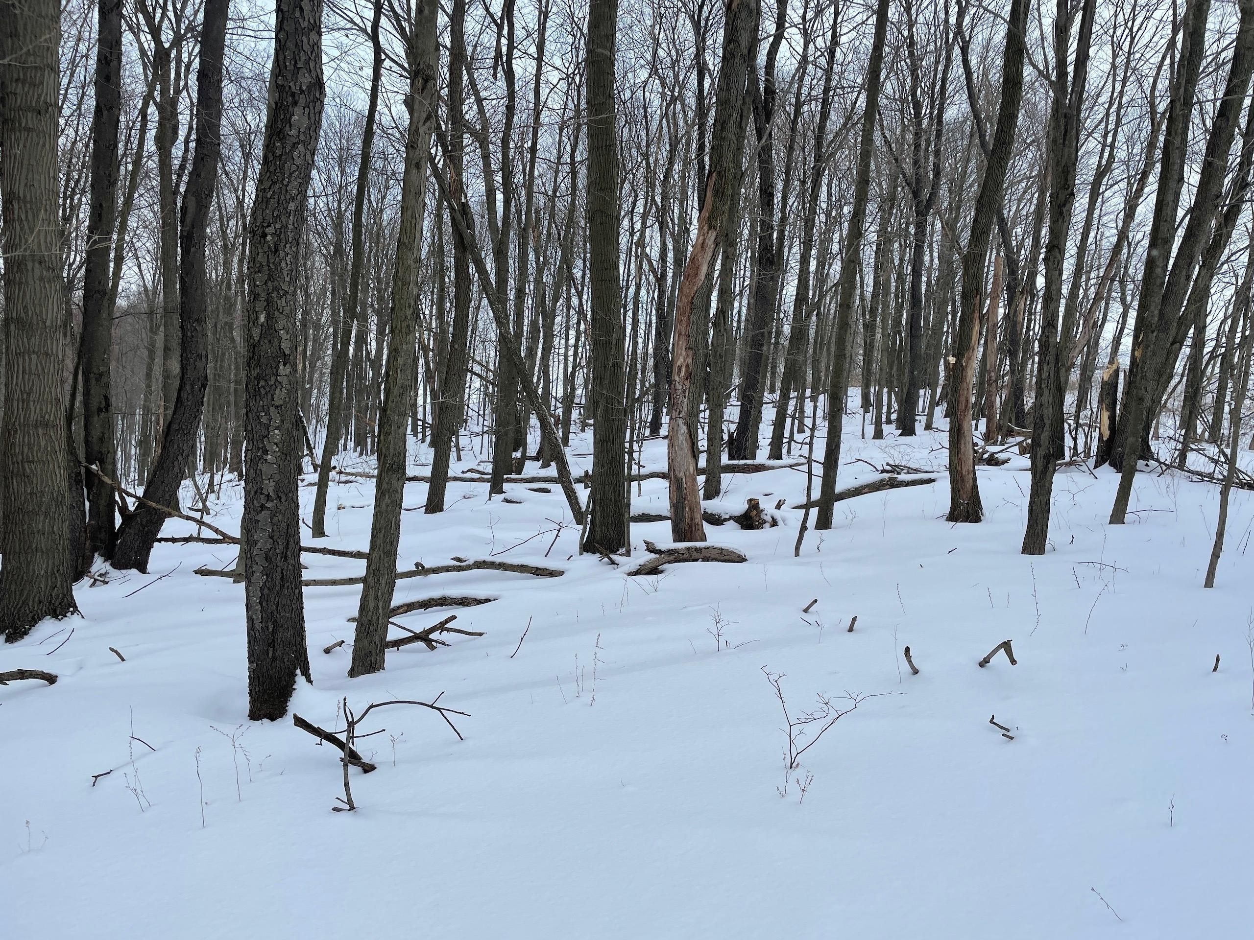 Carrolltown, Cambria County, PA Recreational Property, Timberland