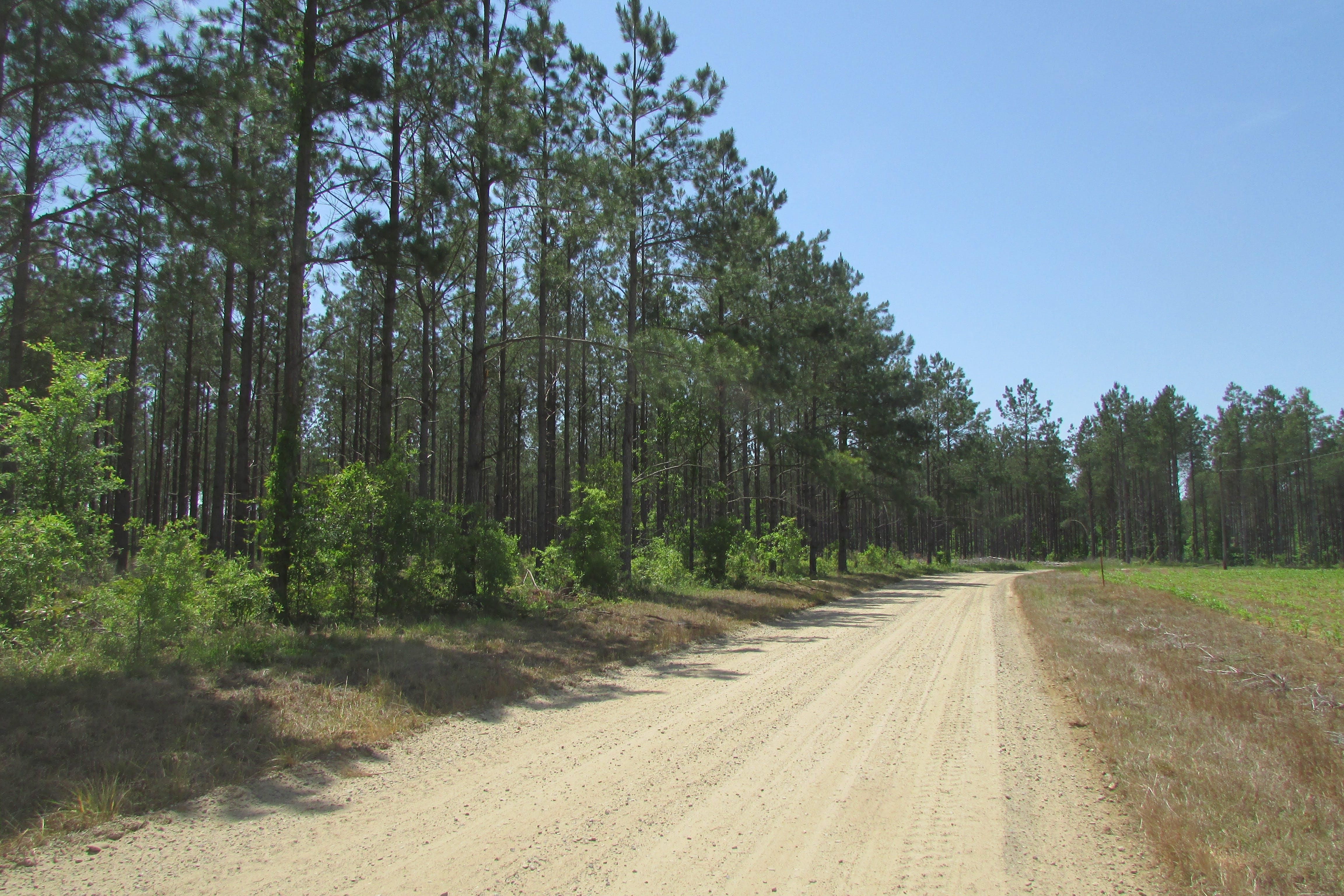 Horatio, Sumter County, SC Recreational Property, Timberland Property