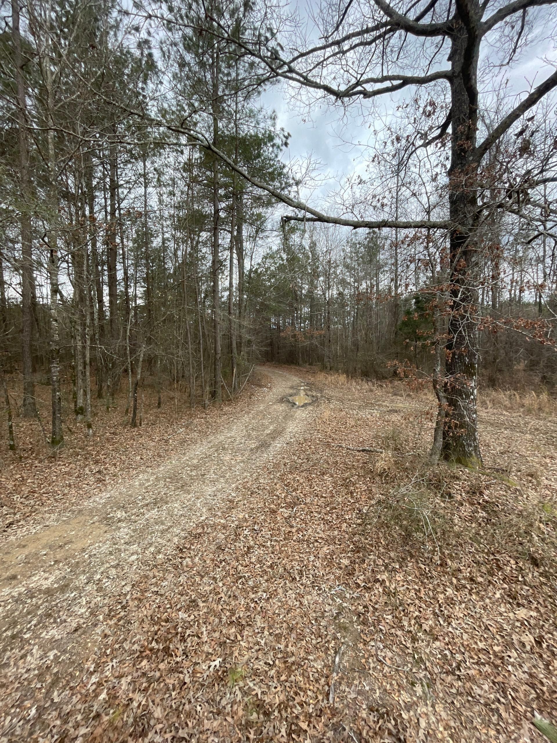 Star City, Lincoln County, AR Recreational Property, Timberland