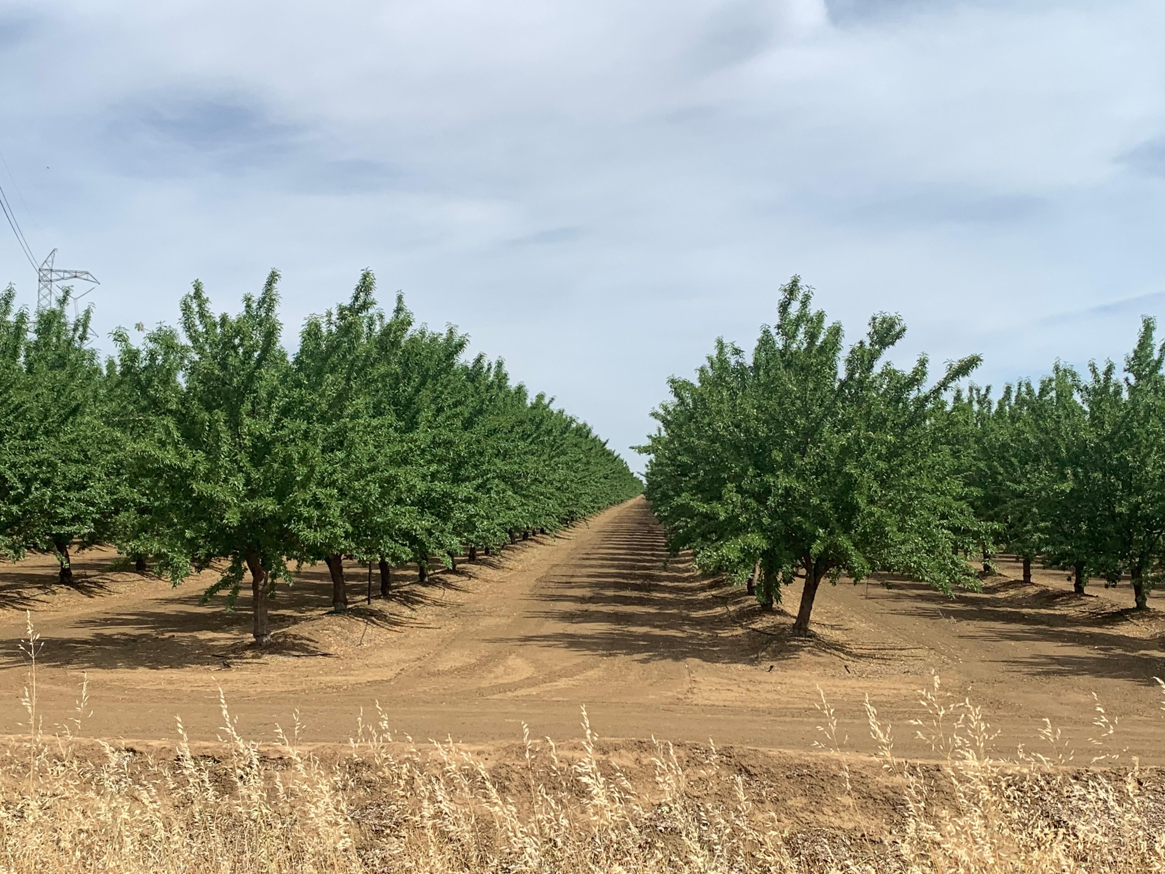 Williams, Colusa County, CA Farms and Ranches for sale Property ID