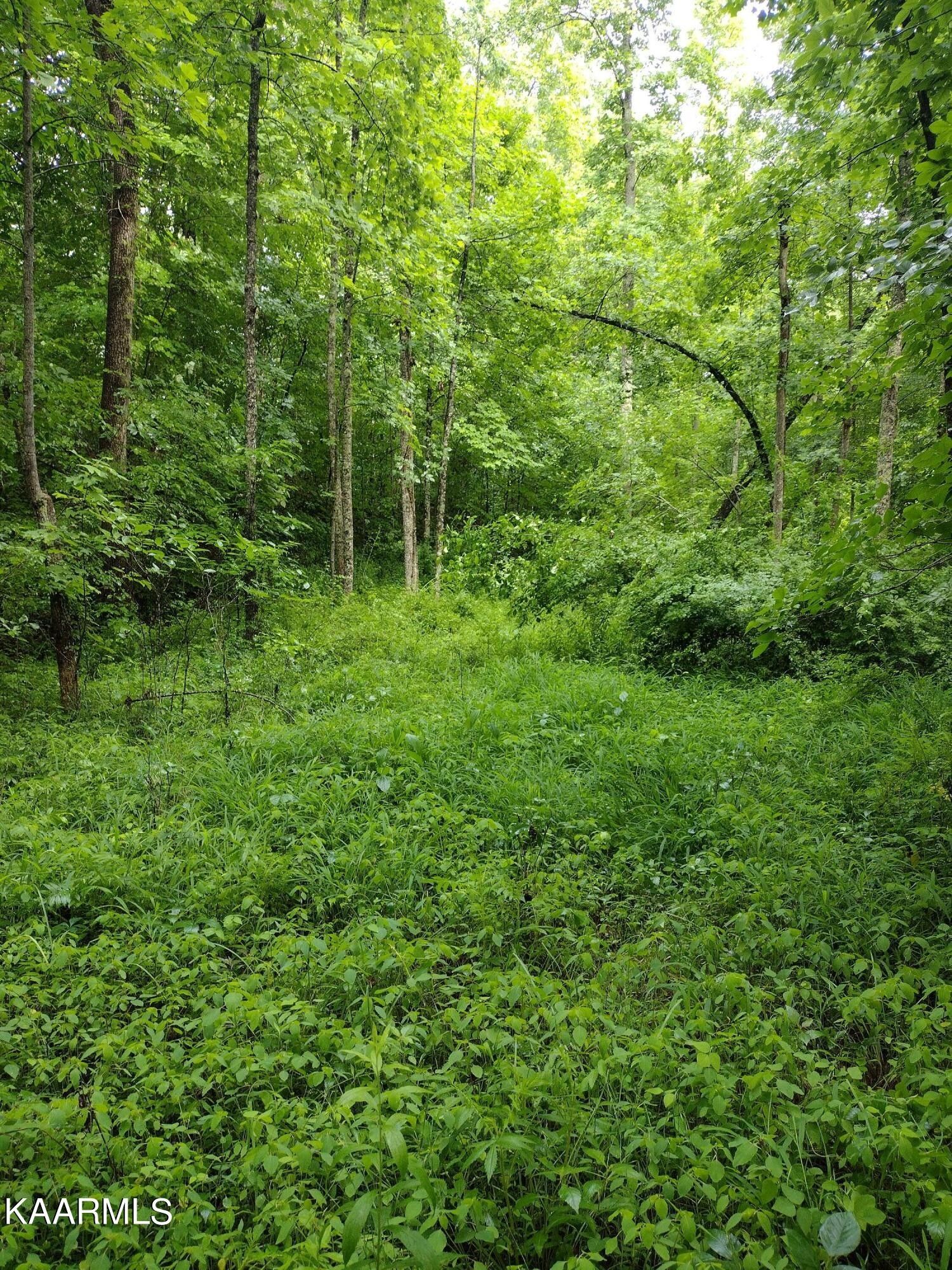 Sunbright, County, TN Undeveloped Land for sale Property ID