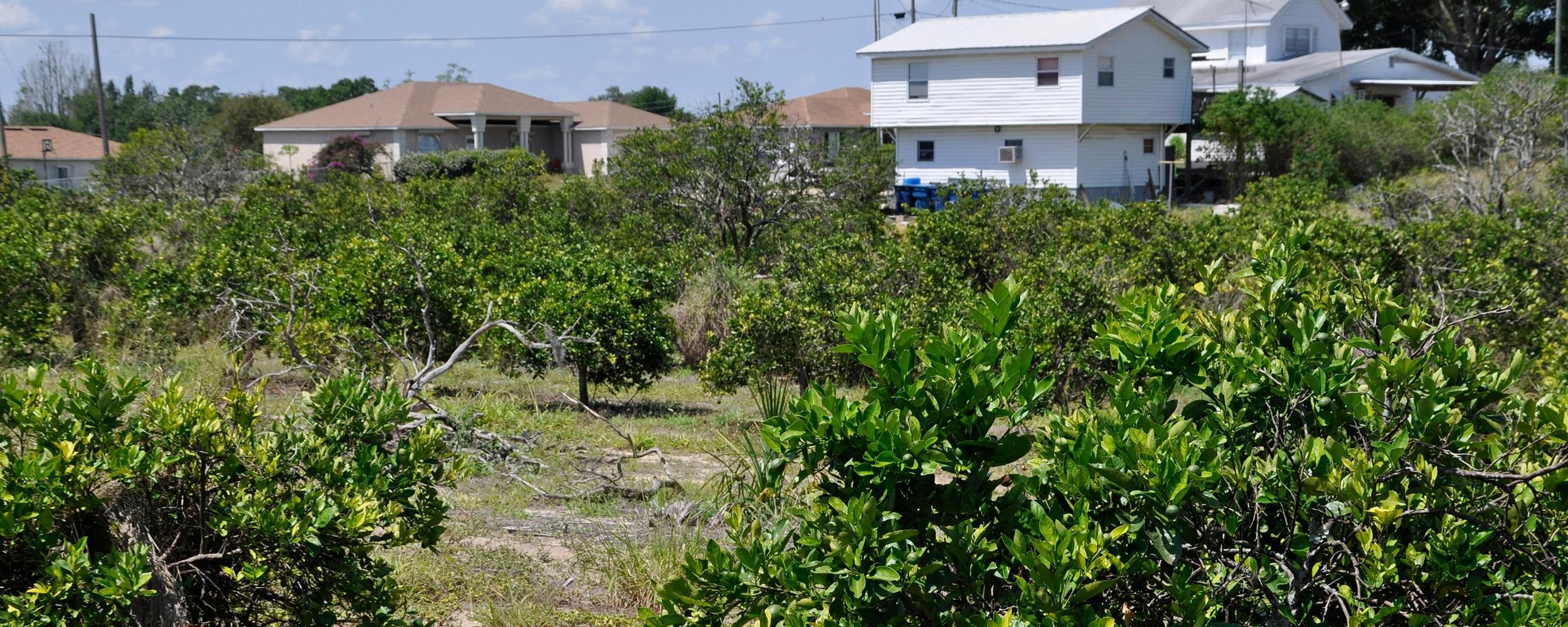 Frostproof, Polk County, FL Undeveloped Land for sale Property ID