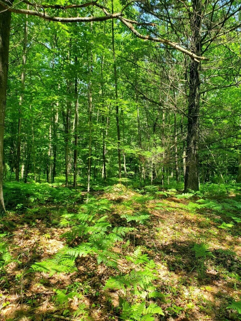 Scottville, Mason County, MI Undeveloped Land for sale Property ID 413852355 LandWatch